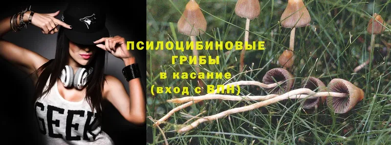 Псилоцибиновые грибы Psilocybe  кракен сайт  Козельск 